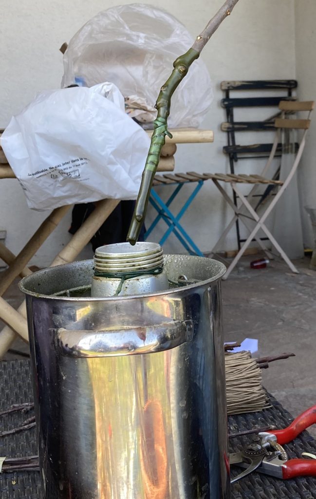Enduis de mastic pour empêcher que la greffe ne sèche