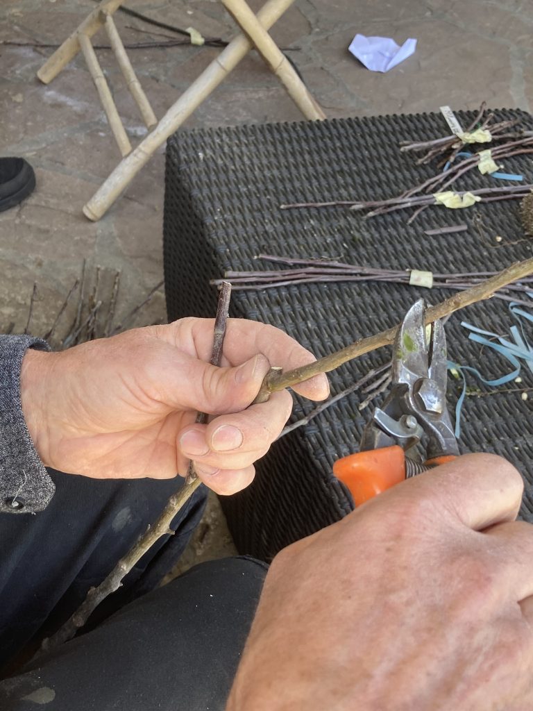 préparation d'une greffe à l'anglaise - sécateur