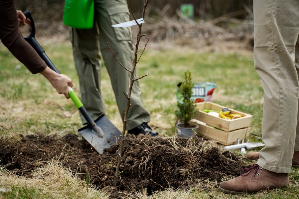 Plantation arbre fruitier, automne. Scion, jeune arbre mis en terre.