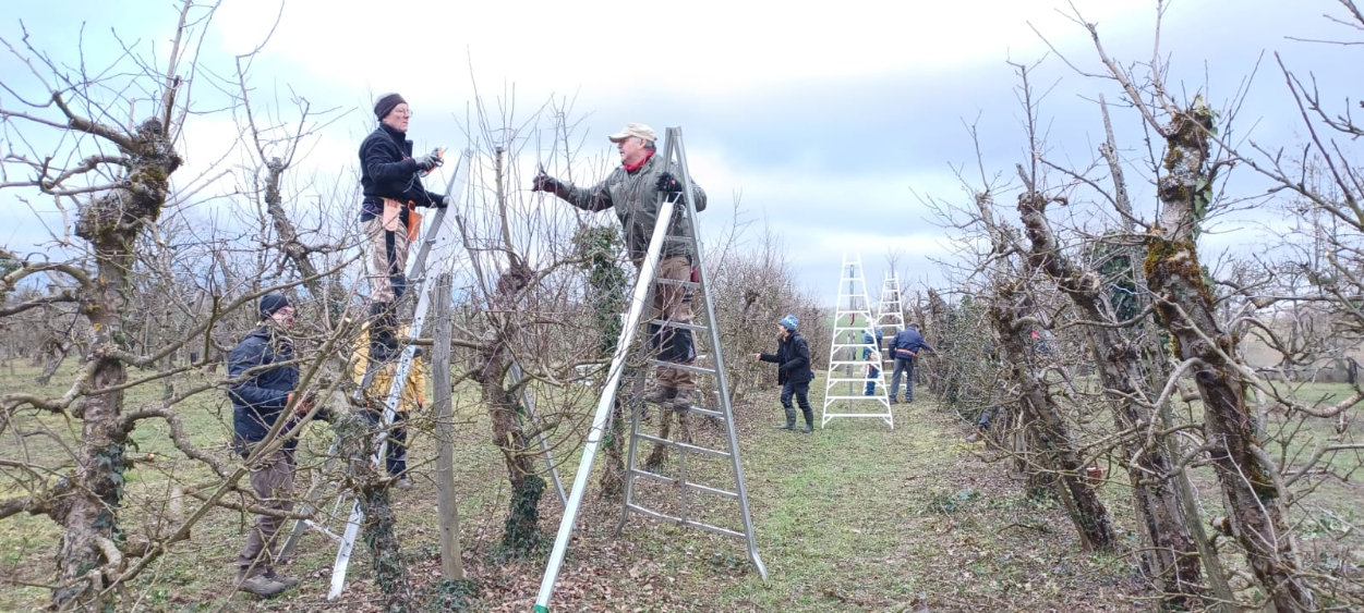 Eleves arboriculteurs sur des échelles taillent une haie fruitière de pommier au verger de l'Oelenberg