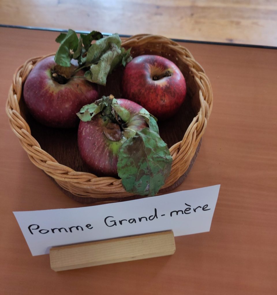 Pomologie - Pomme Grand-Mère