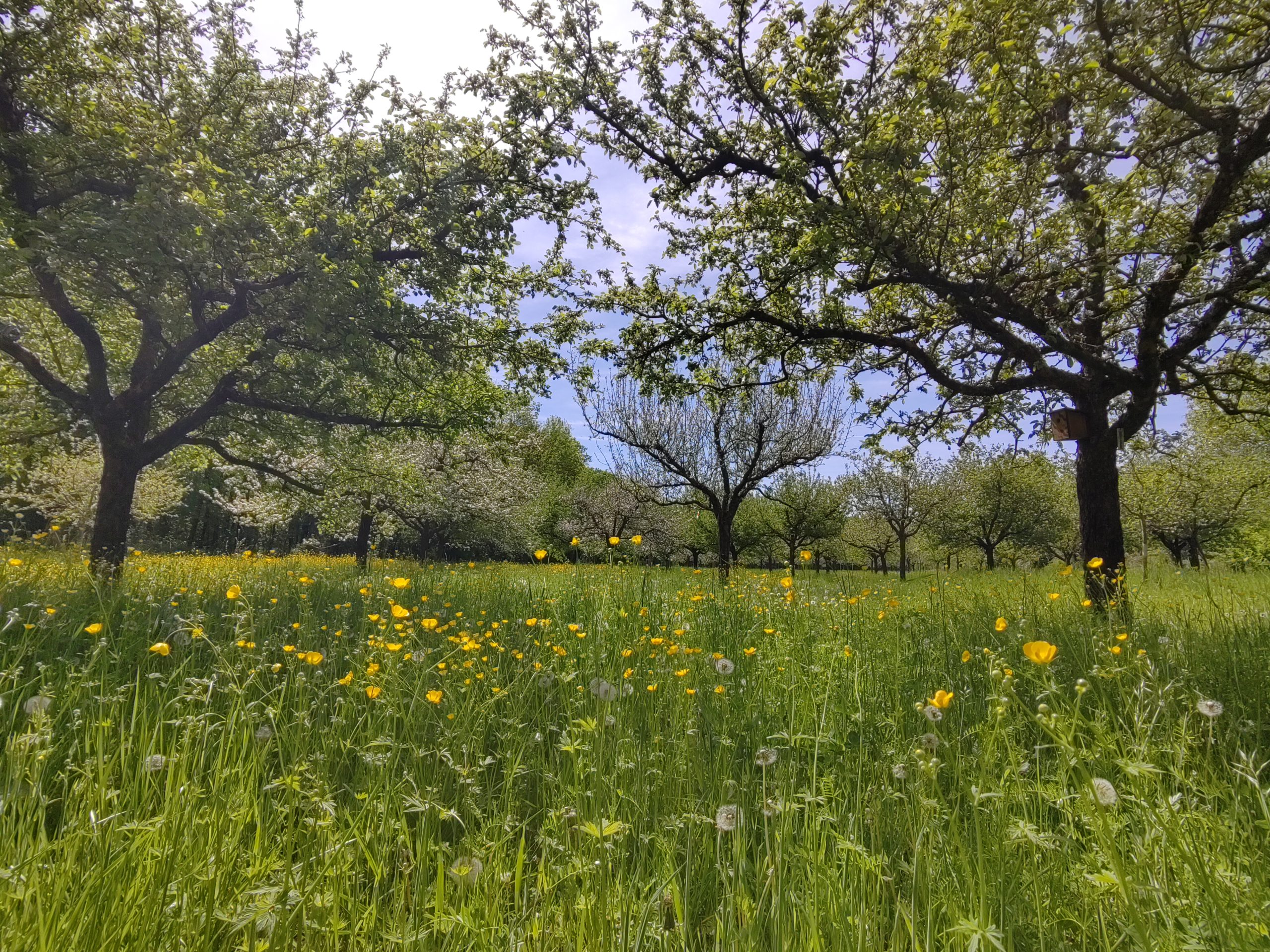 Verger de pommiers haute tige au printemps. Biodiversité. Fleurs. Verger conservatoire. Arboriculture.Variétés anciennes. Fédération des Arboriculteurs du Haut-Rhin.