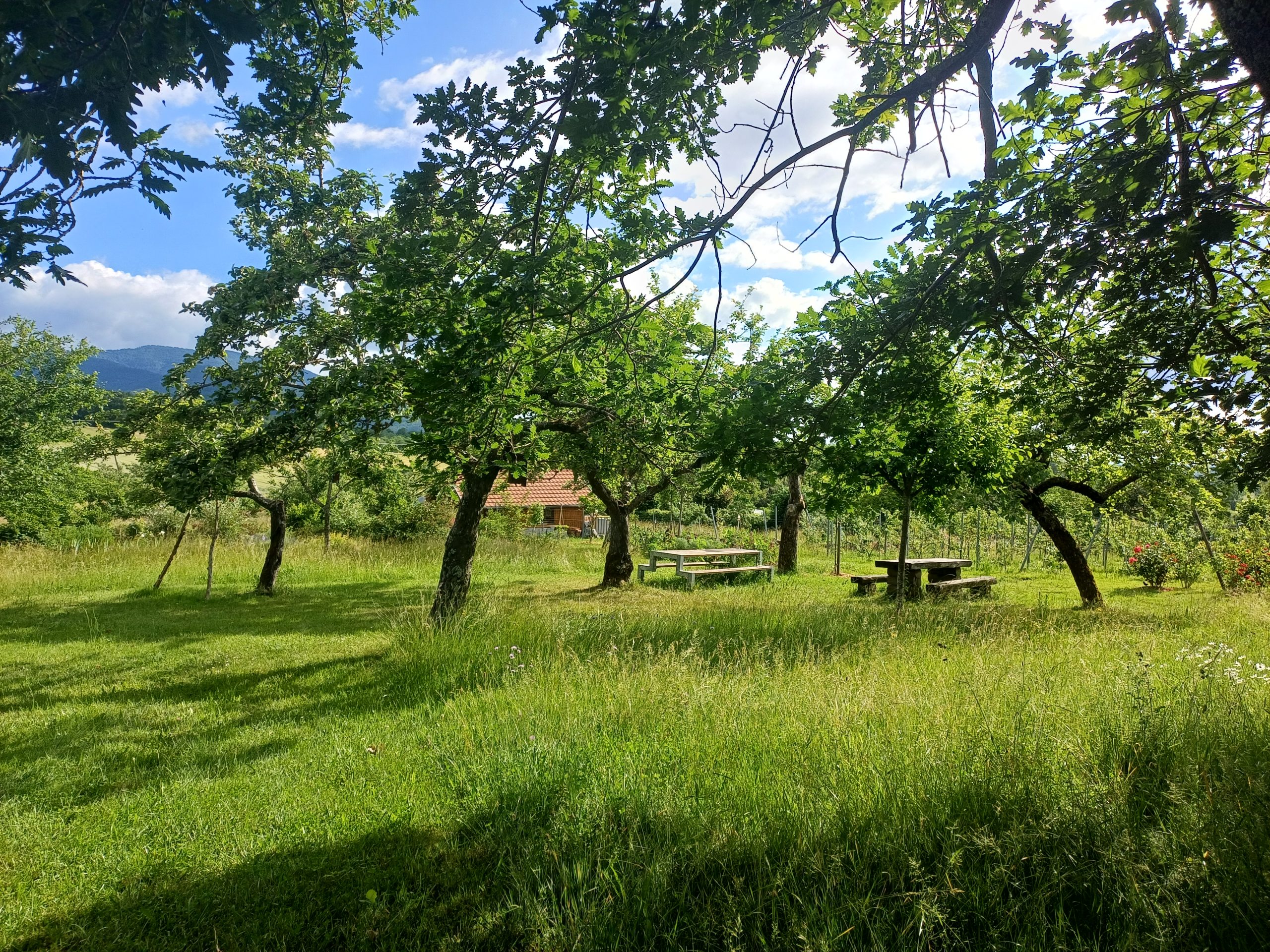 Verger des collines à Roderen