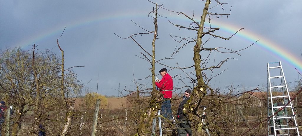 Eleves arboriculteurs sur des échelles taillent une haie fruitière de pommier au verger de l'Oelenberg