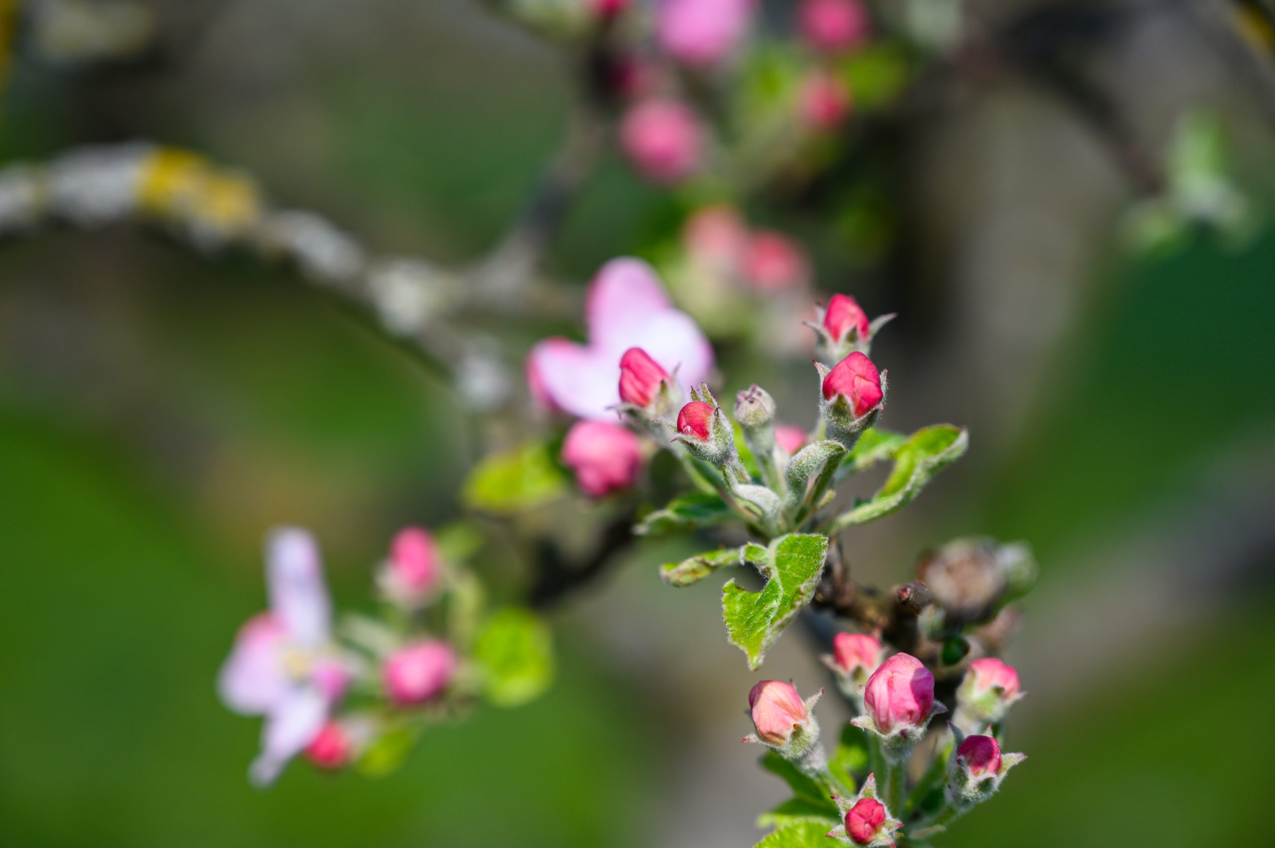 Bourgeons de pommier, nature, biodiversité, renouveau, fédération des arboriculteurs du Haut-Rhin